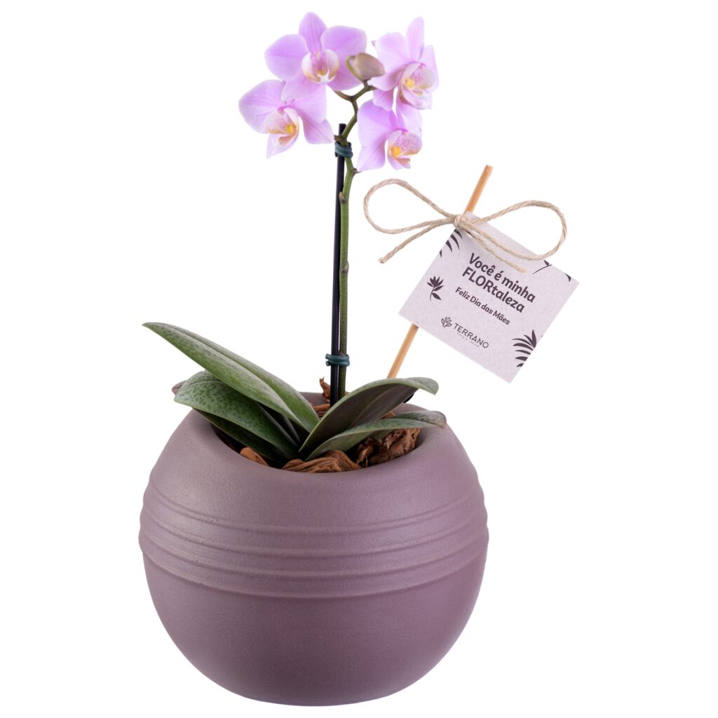 Fotografia de produto para Terrano, foto 2 de 11