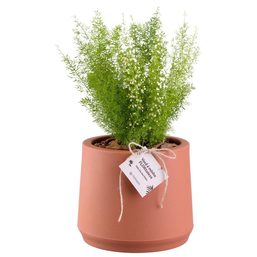 Fotografia de produto para Terrano, foto 3 de 11