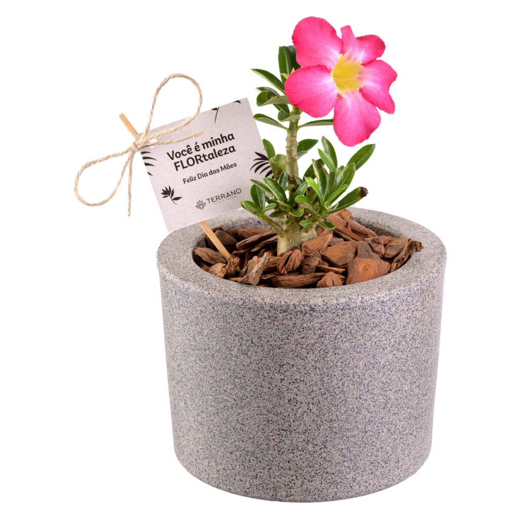 Fotografia de produto para Terrano, foto 4 de 11