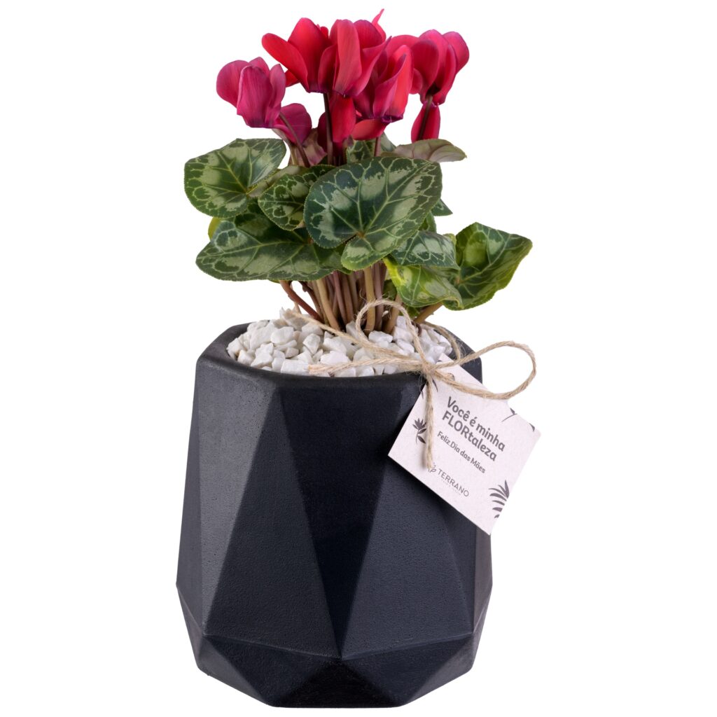 Fotografia de produto para Terrano, foto 5 de 11