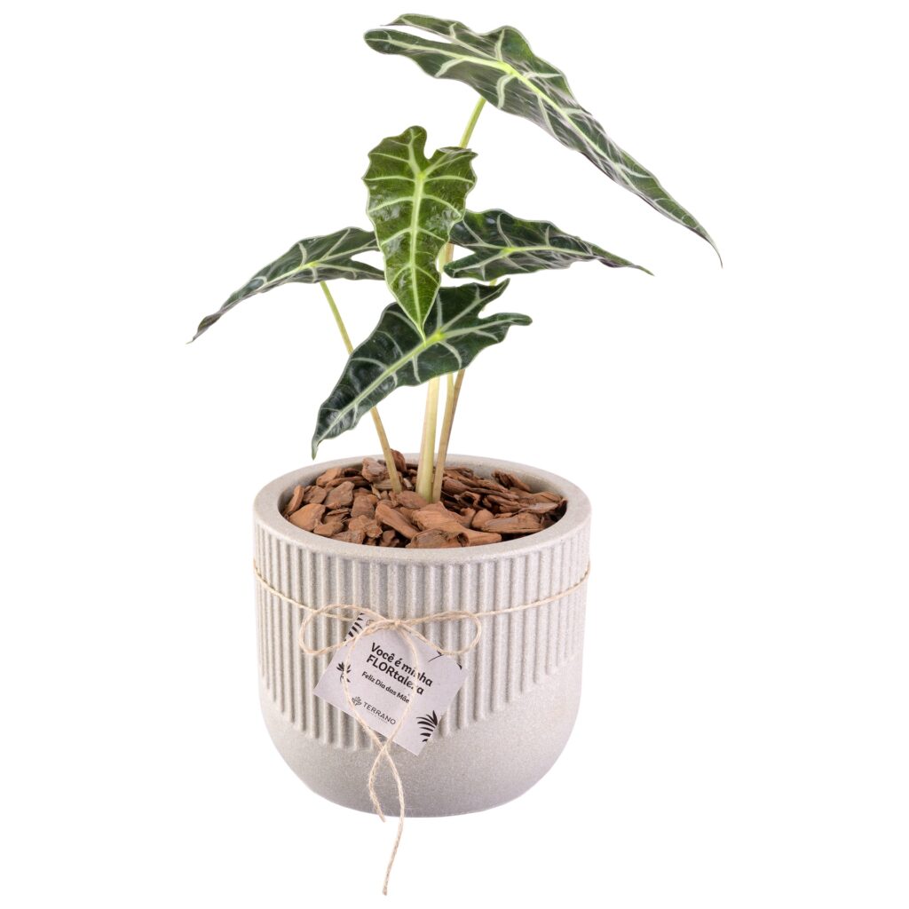 Fotografia de produto para Terrano, foto 6 de 11