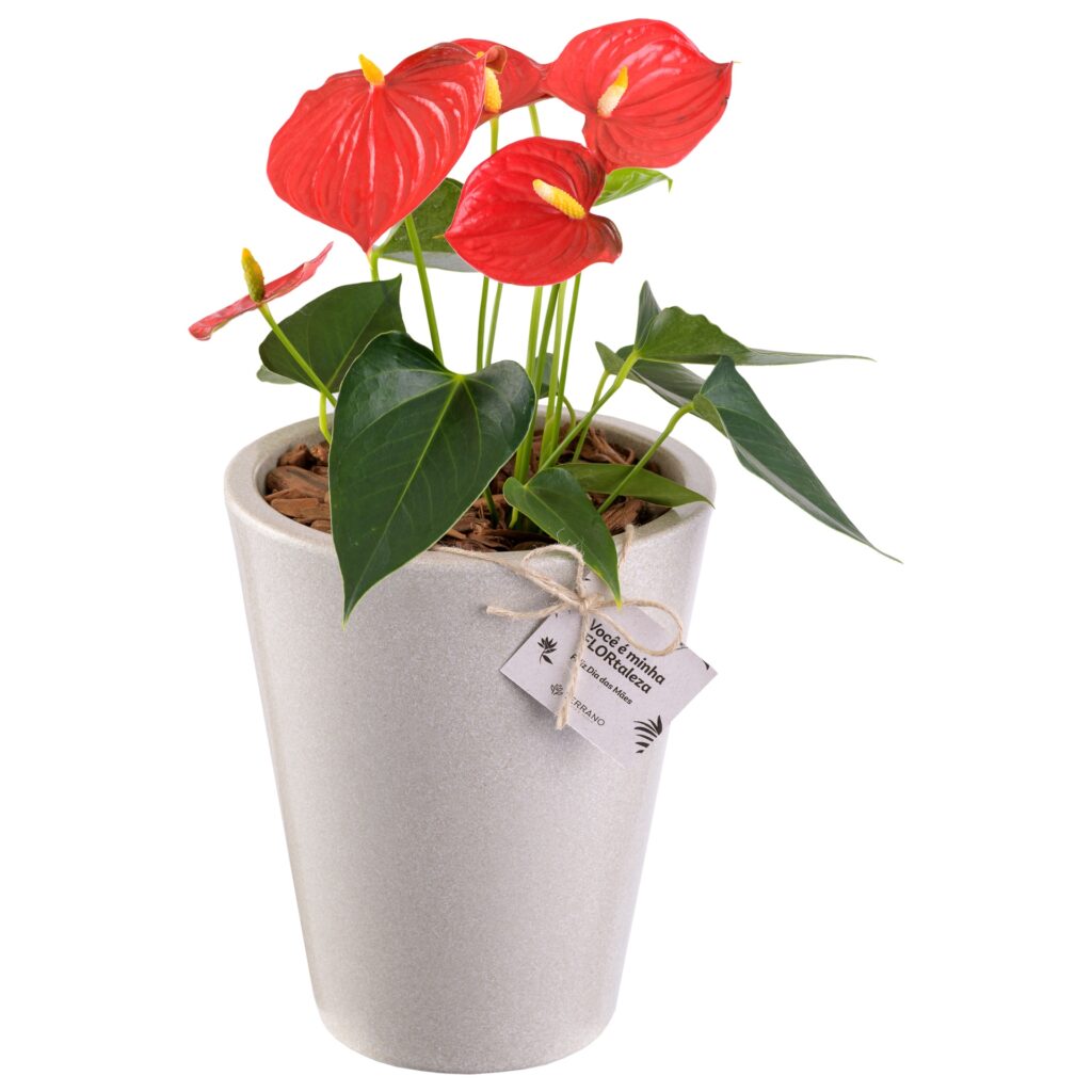 Fotografia de produto para Terrano, foto 7 de 11