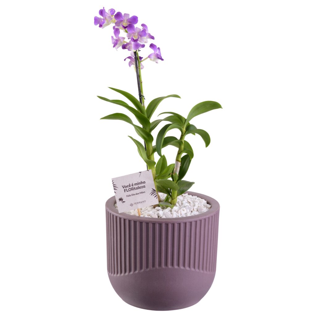 Fotografia de produto para Terrano, foto 11 de 11